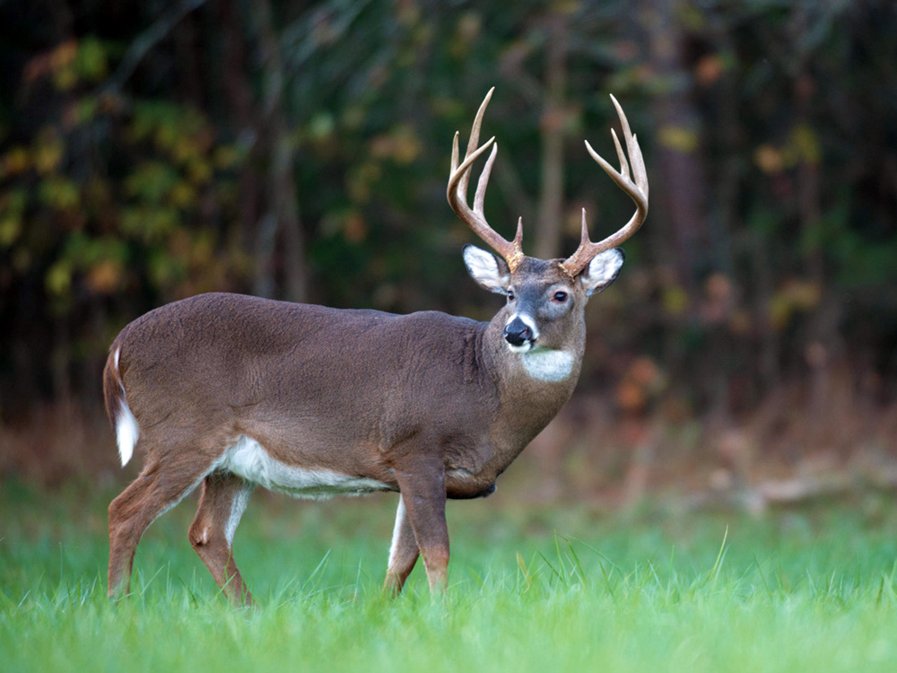 Wildlife Food Plots Hocking Hills